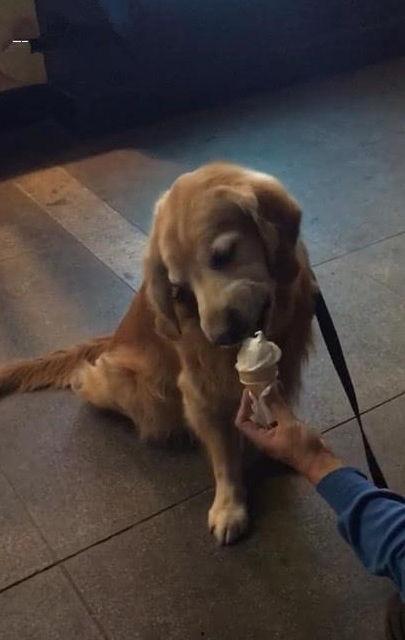 平安大爷爆料金毛视频,金毛犬视频背后的惊人真相 第3张 平安大爷爆料金毛视频,金毛犬视频背后的惊人真相 第3张